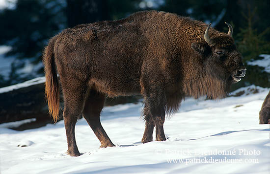 Bison d'Europe - European Bison - 16273