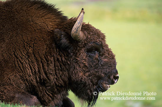 Bison d'Europe - European Bison  - 16274