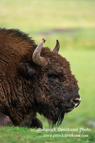 Bison d'Europe - European Bison - 16275