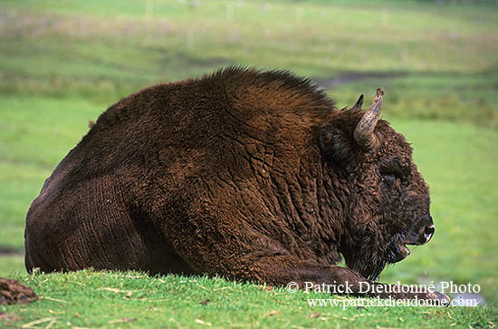 Bison d'Europe - European Bison - 16276