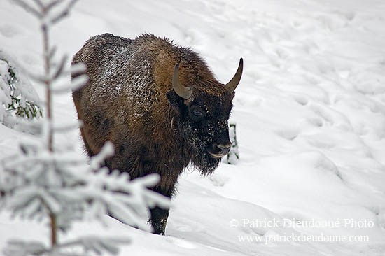 Bison d'Europe - European Bison - 16277