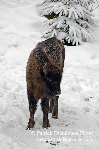 Bison d'Europe - European Bison  - 16278