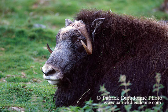 Boeuf musque - Musk Ox - 16286