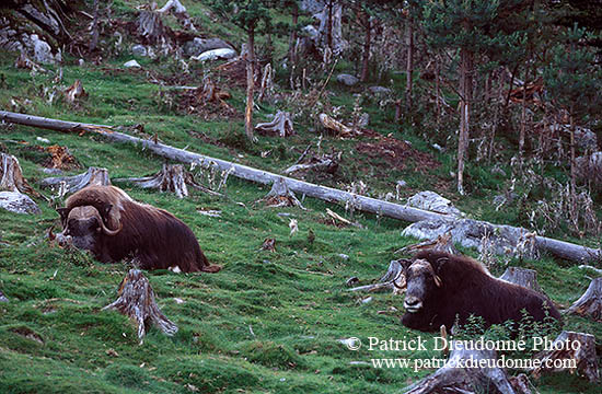 Boeuf musque - Musk Ox  - 16288