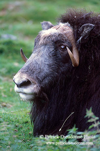 Boeuf musque - Musk Ox  - 16289