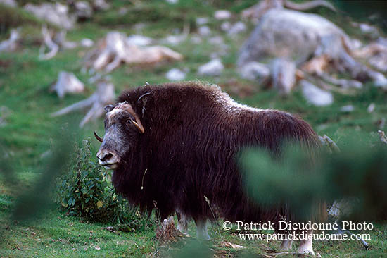 Boeuf musque - Musk Ox - 16290