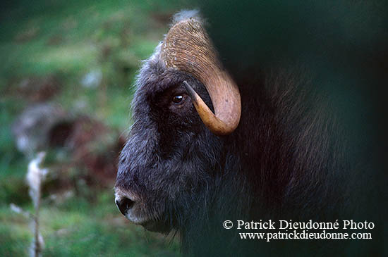 Boeuf musque - Musk Ox - 16291