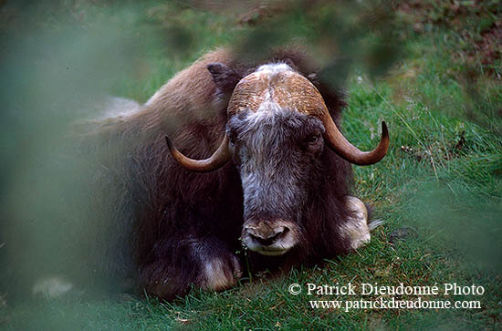 Boeuf musque - Musk Ox  - 16292