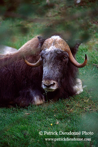 Boeuf musque - Musk Ox - 16293