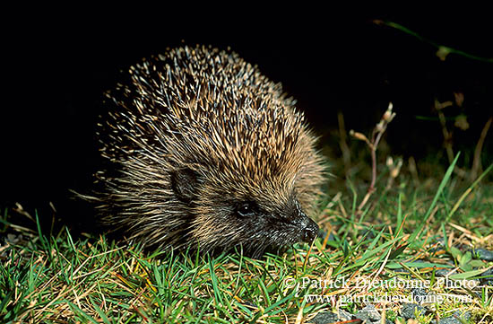 Herisson - Hedgehog - 16563