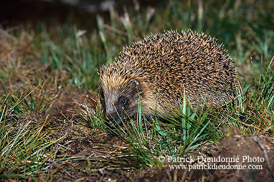 Herisson - Hedgehog - 16564