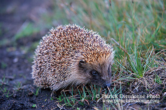 Herisson - Hedgehog - 16565