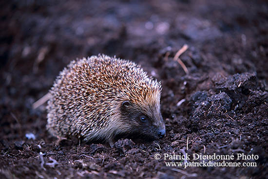 Herisson - Hedgehog - 16566