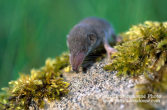 Musaraigne Musette - Shrew - 16805