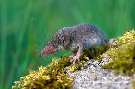 Musaraigne Musette - Shrew - 16806