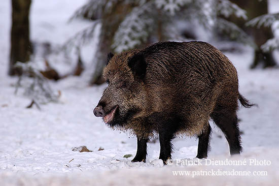 Sanglier - Wild Boar - 17038