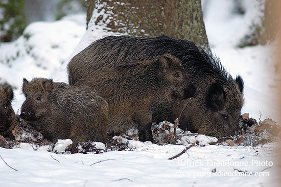 Sanglier - Wild Boar - 17039