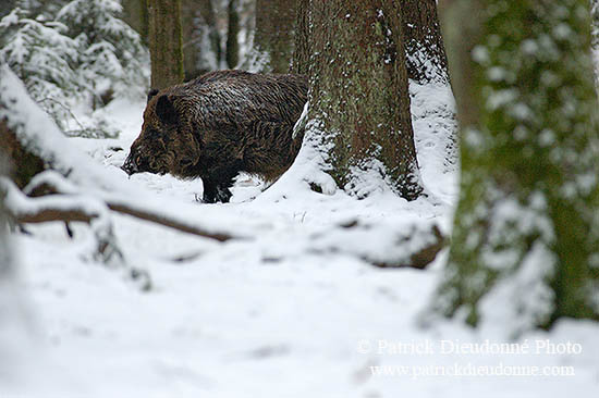 Sanglier - Wild Boar - 17040