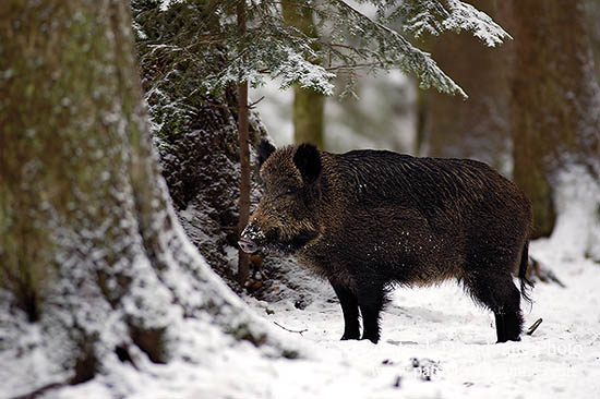 Sanglier - Wild Boar - 17041