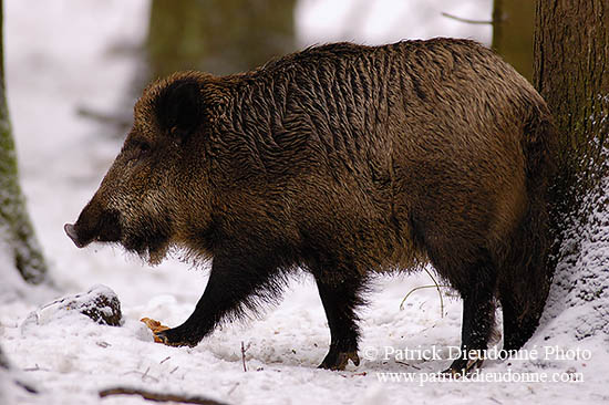 Sanglier - Wild Boar - 17042