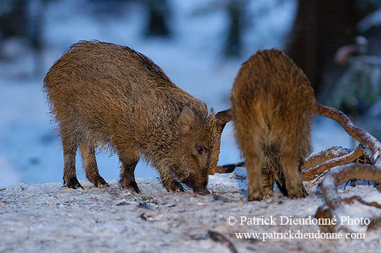 Sanglier - Wild Boar - 17045