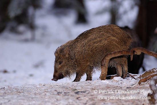 Sanglier - Wild Boar - 17046