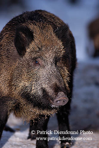 Sanglier - Wild Boar - 17047