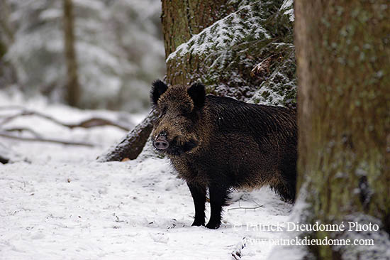 Sanglier - Wild Boar - 17048