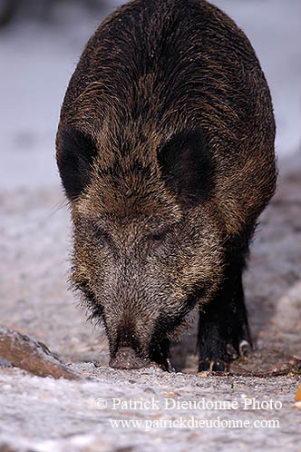 Sanglier - Wild Boar - 17049