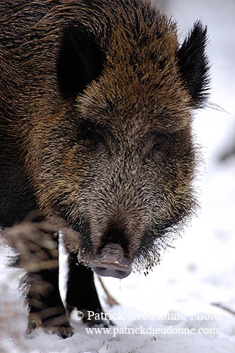 Sanglier - Wild Boar - 17051