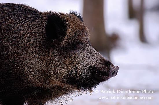 Sanglier - Wild Boar - 17052