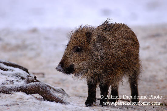 Sanglier - Wild Boar - 17053