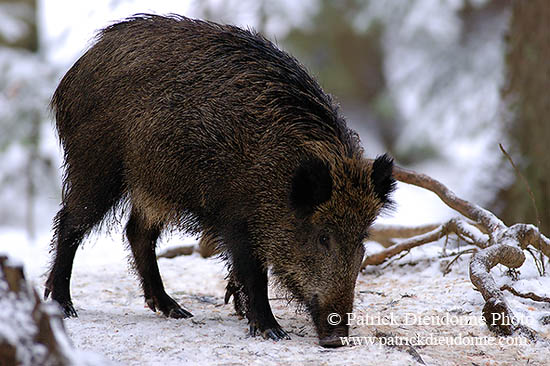 Sanglier - Wild Boar - 17055