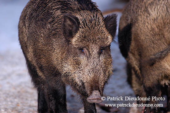 Sanglier - Wild Boar - 17056