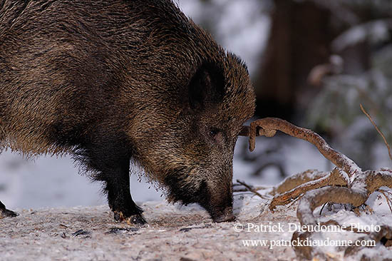 Sanglier - Wild Boar - 17057