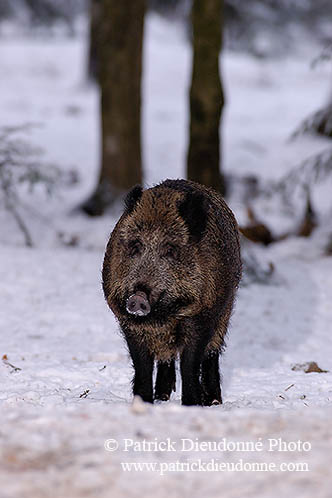 Sanglier - Wild Boar - 17060