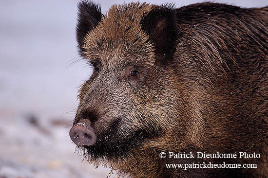 Sanglier - Wild Boar - 17061