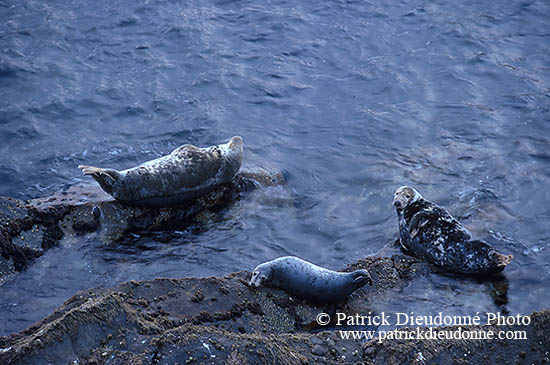 Phoque gris - Grey Seal - 16826