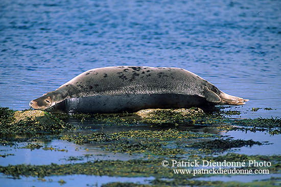 Phoque gris - Grey Seal - 16828