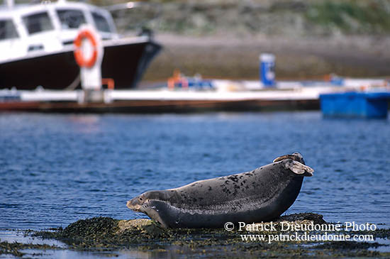 Phoque gris - Grey Seal - 16831