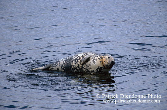 Phoque gris - Grey Seal - 16835