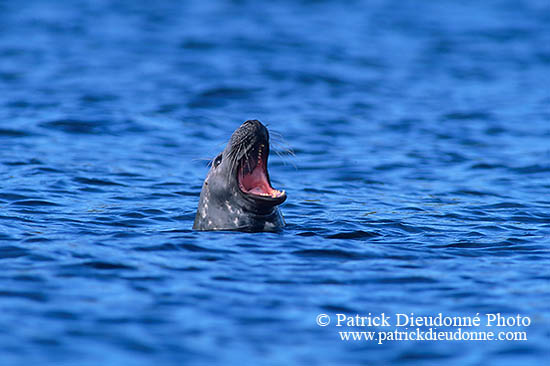 Phoque gris - Grey Seal - 16837