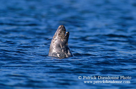 Phoque gris - Grey Seal - 16839