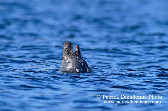 Phoque gris - Grey Seal - 16840