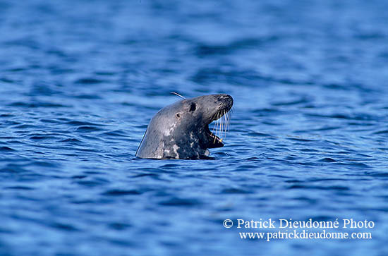 Phoque gris - Grey Seal - 16841