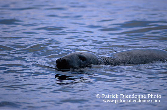 Phoque gris - Grey Seal - 16842
