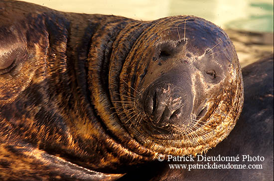 Phoque gris - Grey Seal - 16844