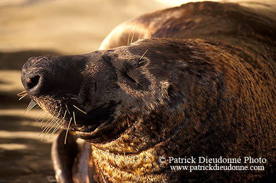 Phoque gris - Grey Seal - 16846