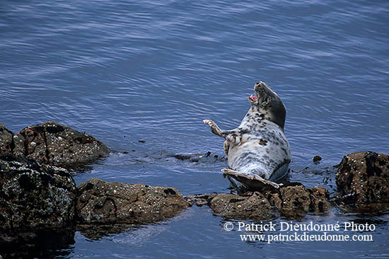 Phoque gris - Grey Seal - 16847