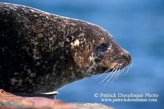 Phoque veau-marin - Harbour Seal  - 16853